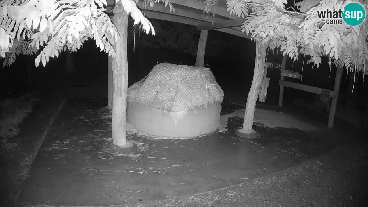 Le Zebre nello ZOO di Ljubljana – Slovenia Live webcam