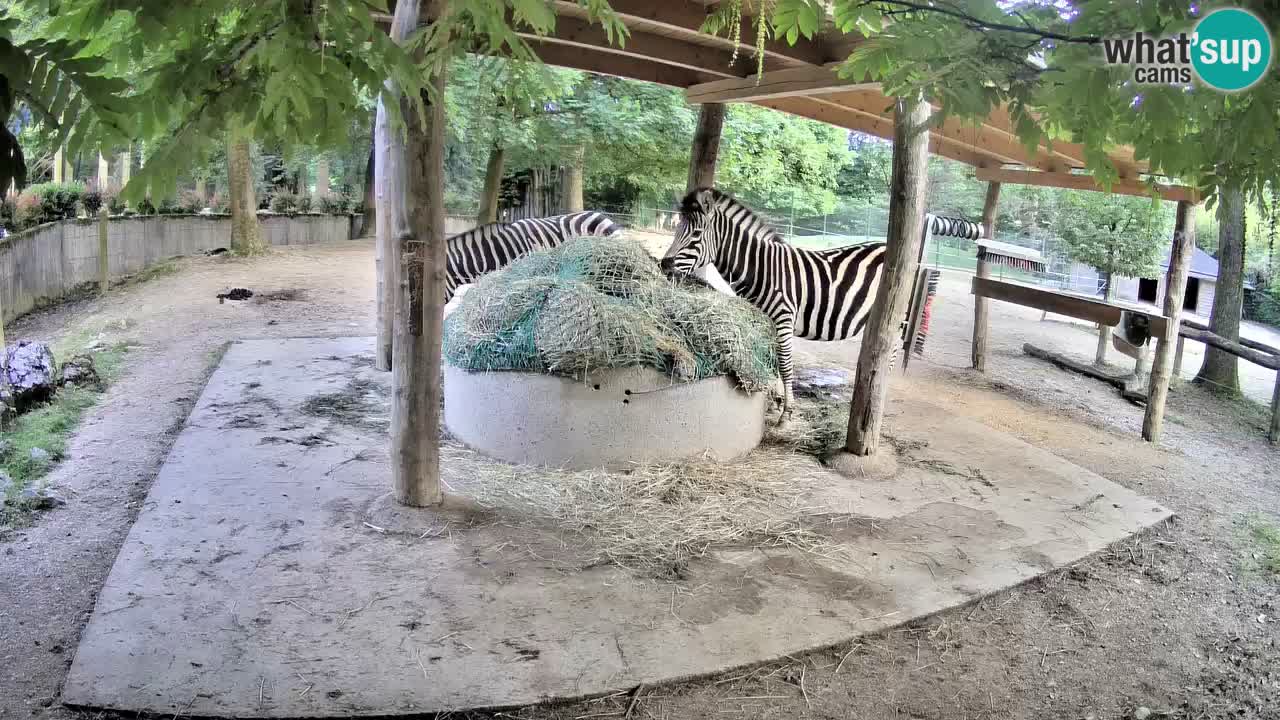 Zebre v živo v živalskem vrtu Ljubljana ZOO spletne kamere