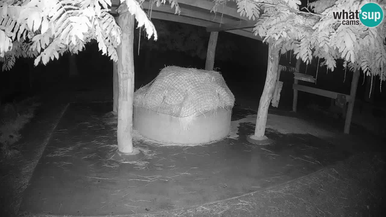 Le Zebre nello ZOO di Ljubljana – Slovenia Live webcam