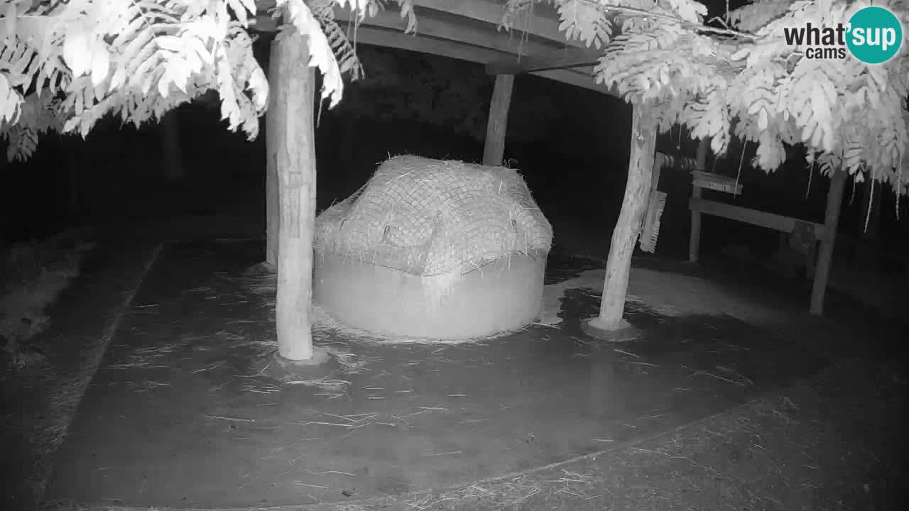 Le Zebre nello ZOO di Ljubljana – Slovenia Live webcam