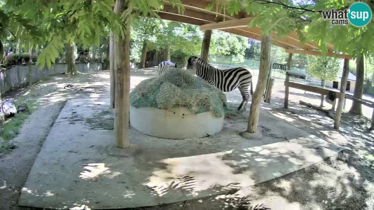 Zebre v živo v živalskem vrtu Ljubljana ZOO spletne kamere