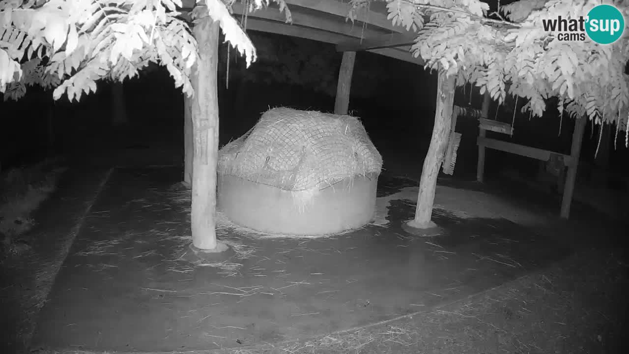 Le Zebre nello ZOO di Ljubljana – Slovenia Live webcam