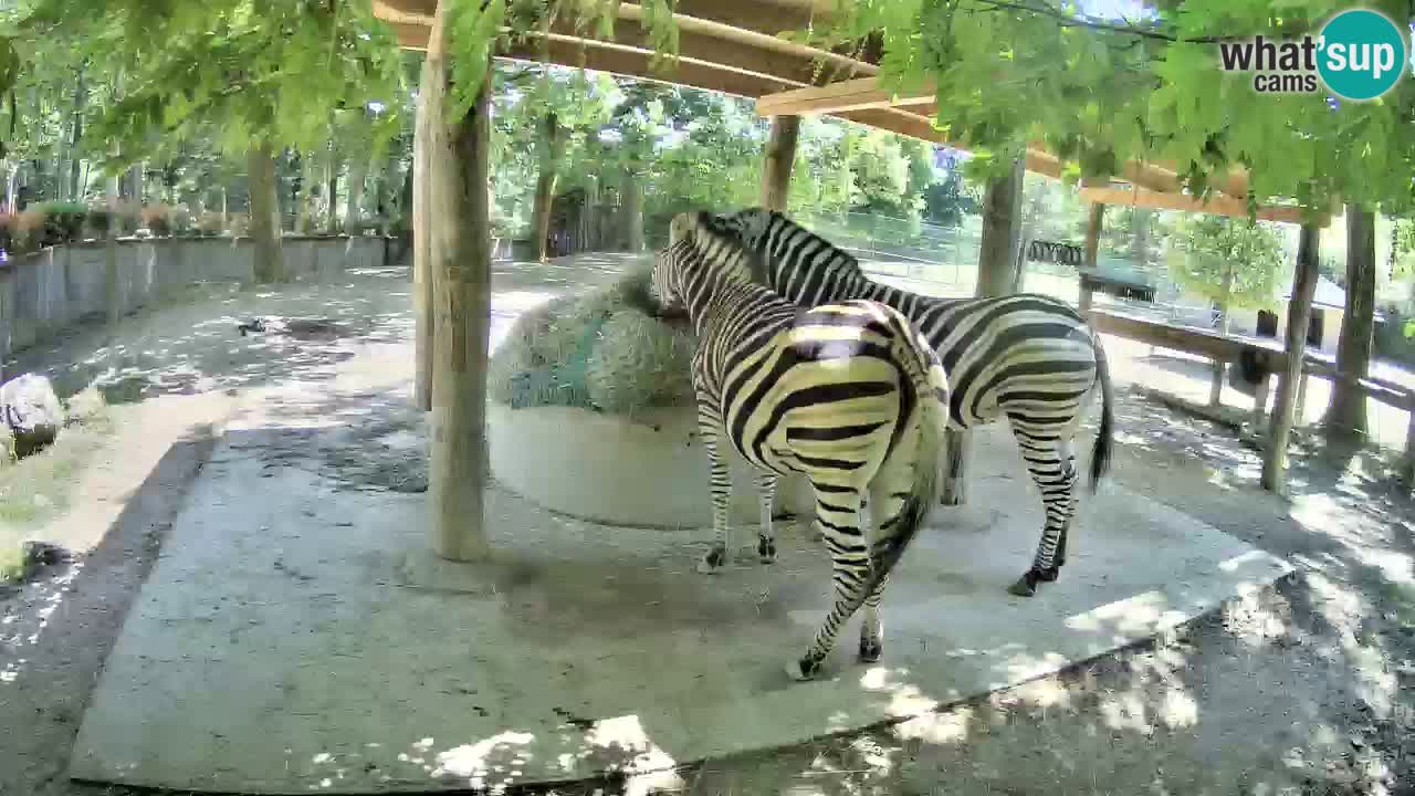Zebre v živo v živalskem vrtu Ljubljana ZOO spletne kamere