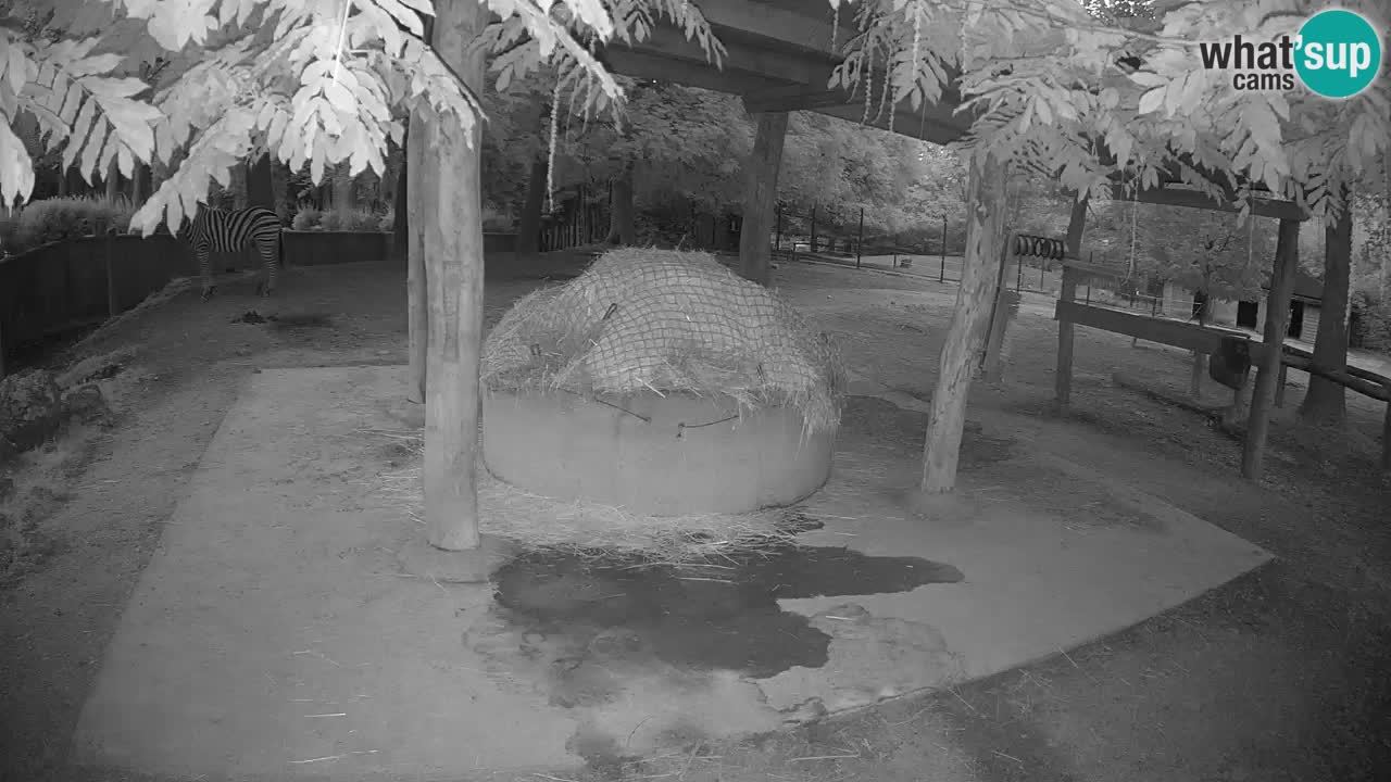 Live webcam Zebras in Ljubljana ZOO – Slovenia