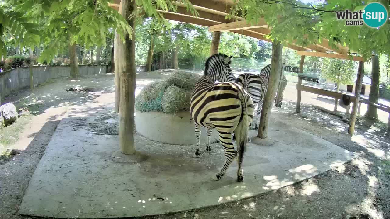 Camera en vivo Cebras in Ljubljana ZOO – Eslovenia