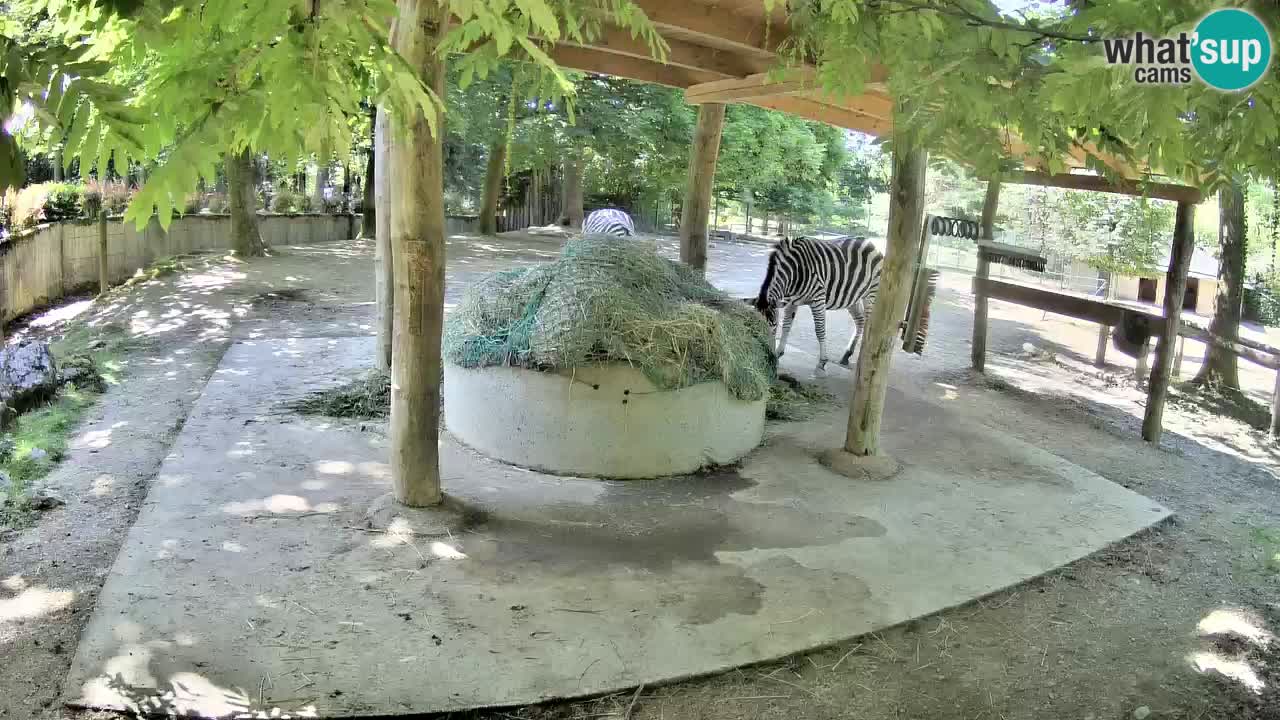Live webcam Zebras in Ljubljana ZOO – Slovenia