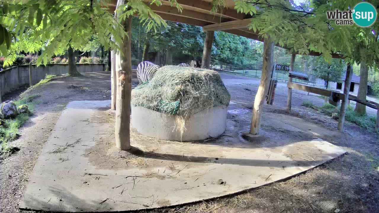 Le Zebre nello ZOO di Ljubljana – Slovenia Live webcam