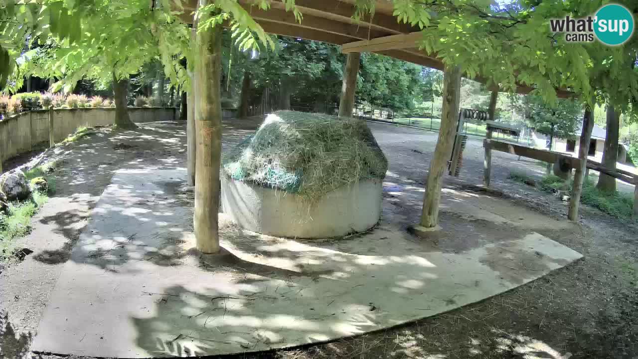 Live webcam Zebras in Ljubljana ZOO – Slovenia