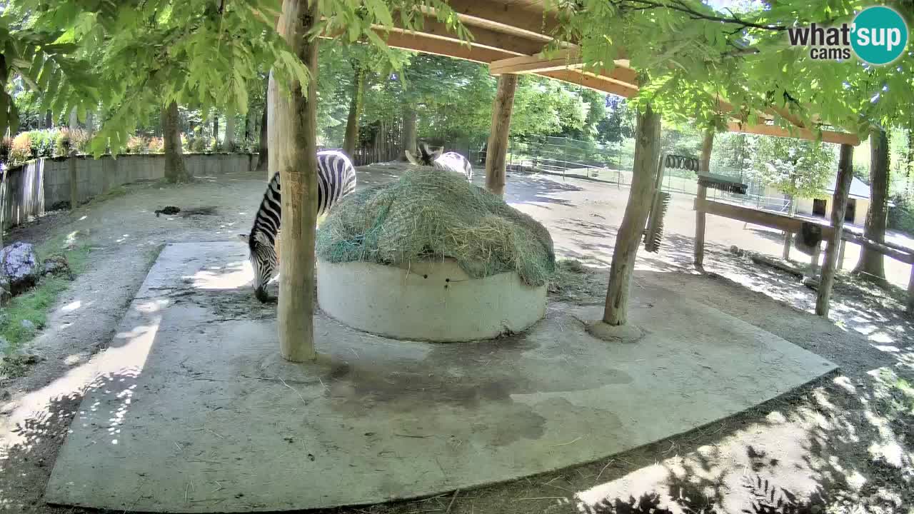 Live Webcam Zebras in Ljubljana ZOO – Slowenien