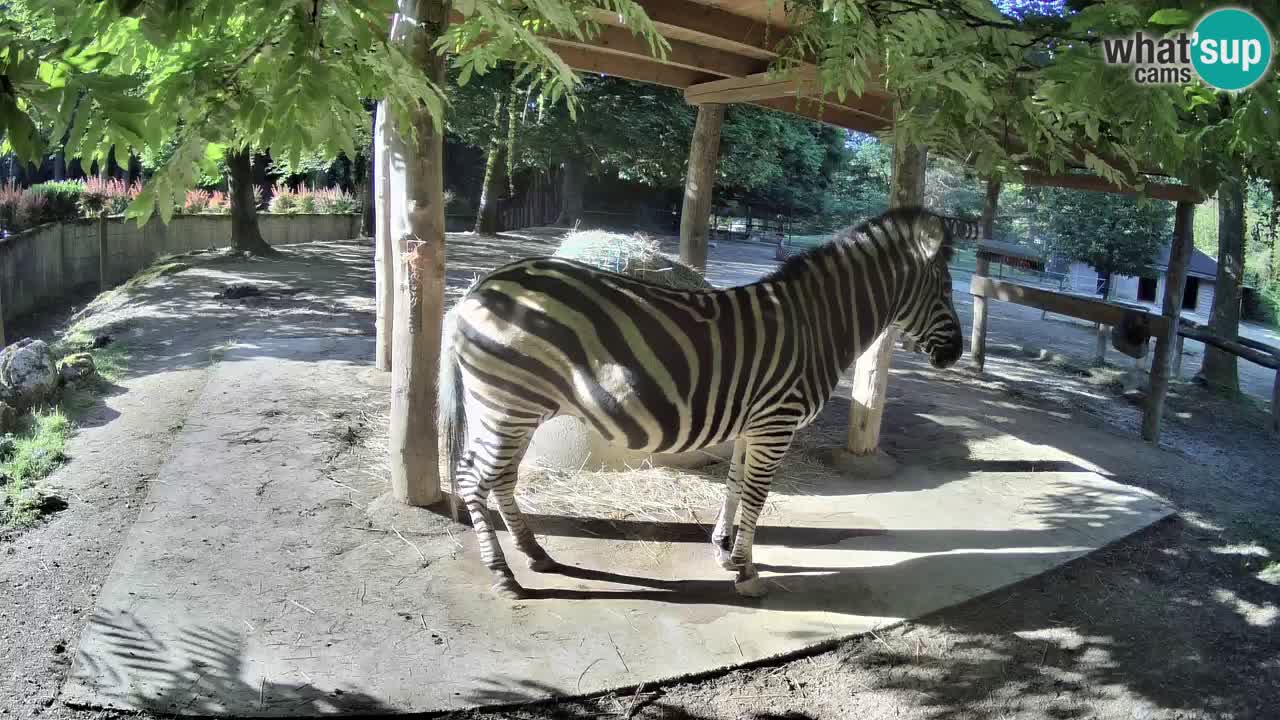 Live Webcam Zebras in Ljubljana ZOO – Slowenien