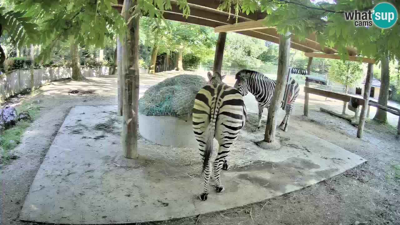 Live webcam Les zèbres in Ljubljana ZOO – Slovénie