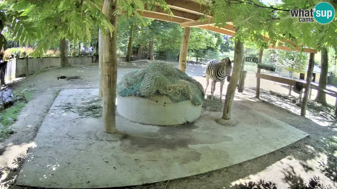 Live webcam Zebras in Ljubljana ZOO – Slovenia