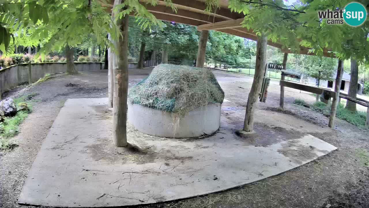 Live Webcam Zebras in Ljubljana ZOO – Slowenien