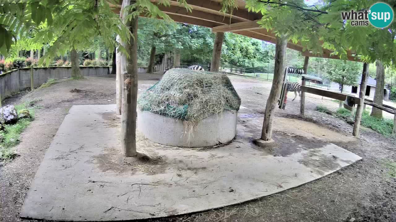 Live webcam Zebras in Ljubljana ZOO – Slovenia