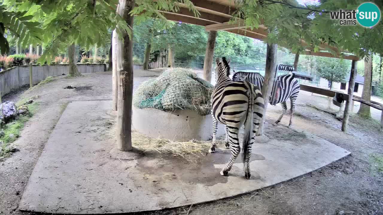 Live Webcam Zebras in Ljubljana ZOO – Slowenien