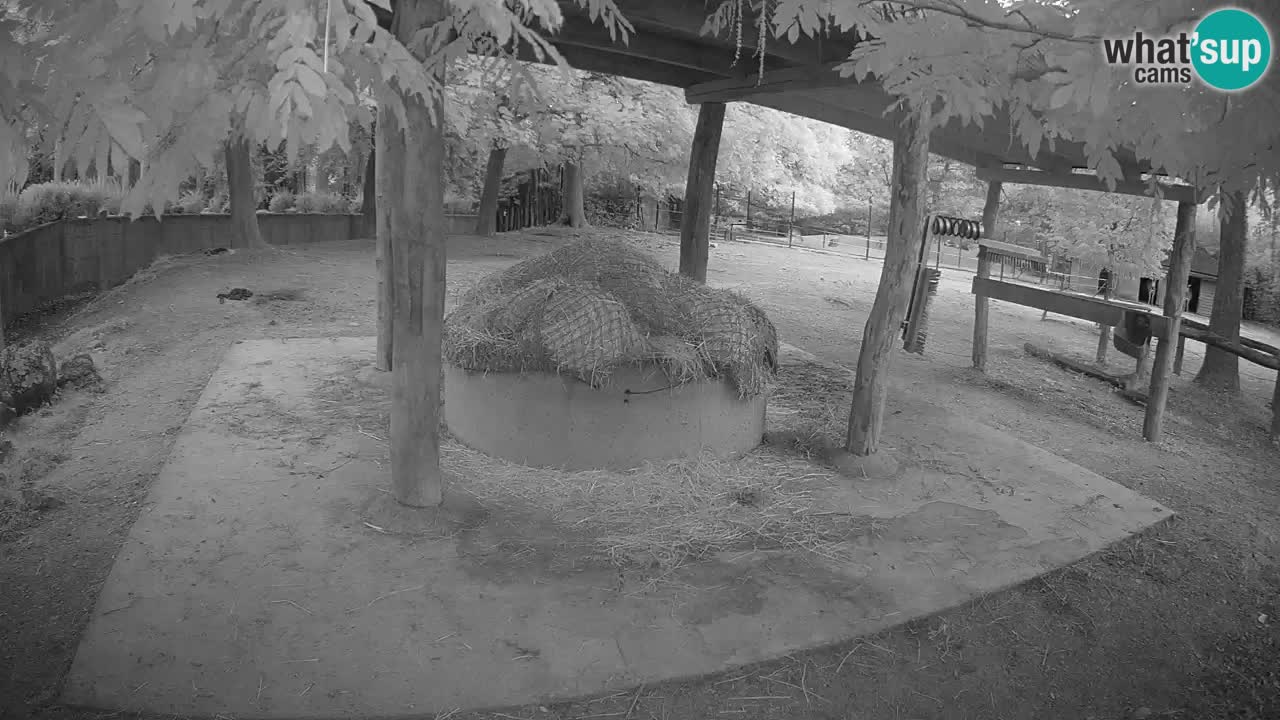 Zebre v živo v živalskem vrtu Ljubljana ZOO spletne kamere