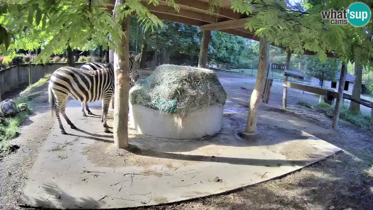 Zebre v živo v živalskem vrtu Ljubljana ZOO spletne kamere