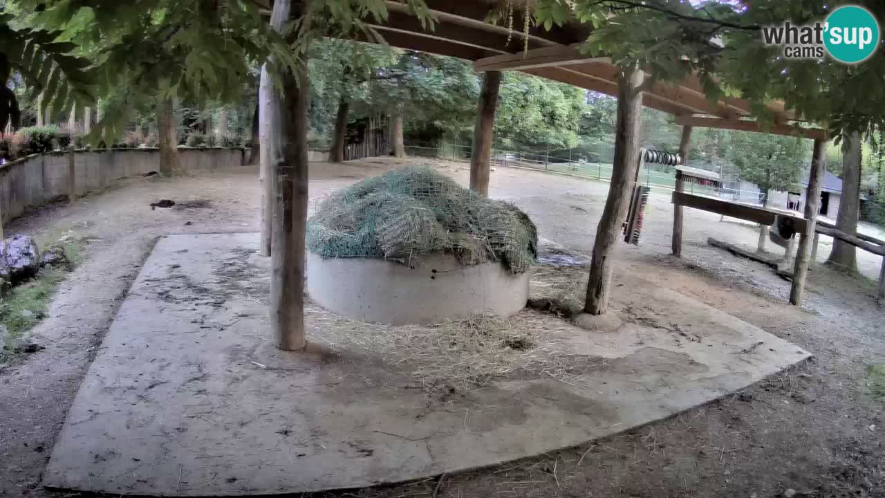 Zebre v živo v živalskem vrtu Ljubljana ZOO spletne kamere