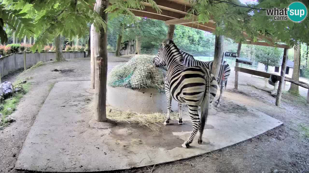 Live webcam Les zèbres in Ljubljana ZOO – Slovénie