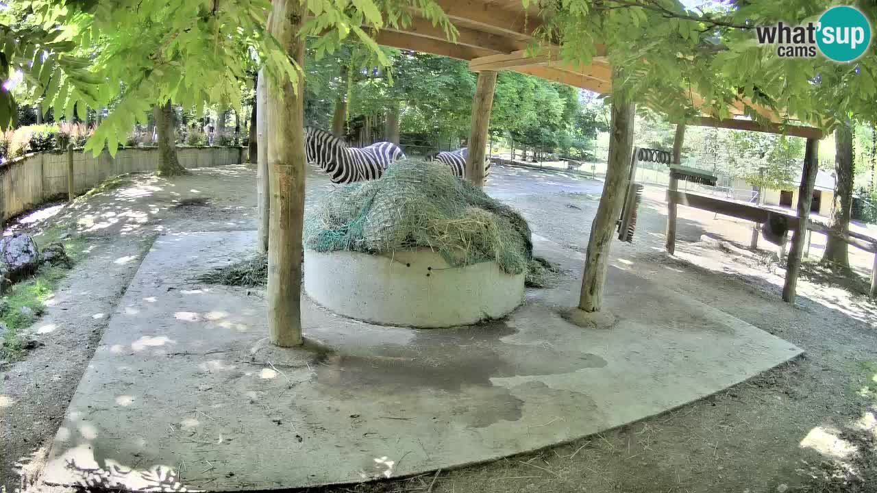Live webcam Zebras in Ljubljana ZOO – Slovenia