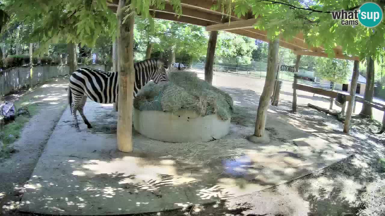 Camera en vivo Cebras in Ljubljana ZOO – Eslovenia