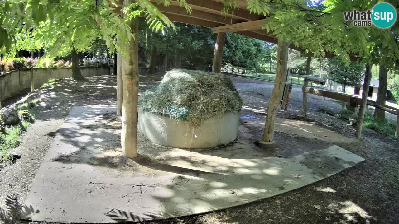 Live webcam Zebras in Ljubljana ZOO – Slovenia