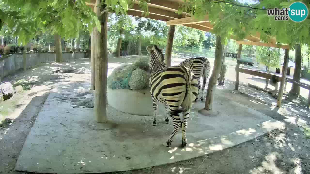 Live Webcam Zebras in Ljubljana ZOO – Slowenien