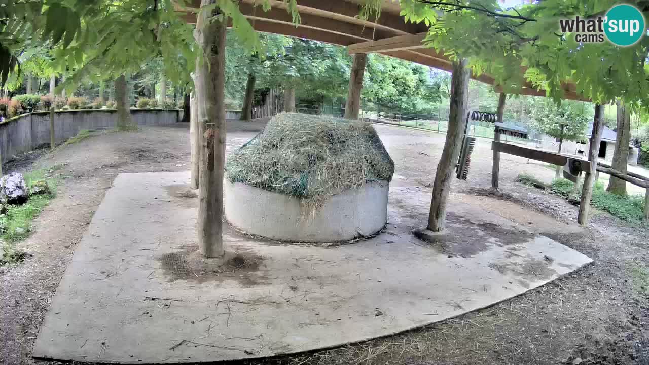Le Zebre nello ZOO di Ljubljana – Slovenia Live webcam