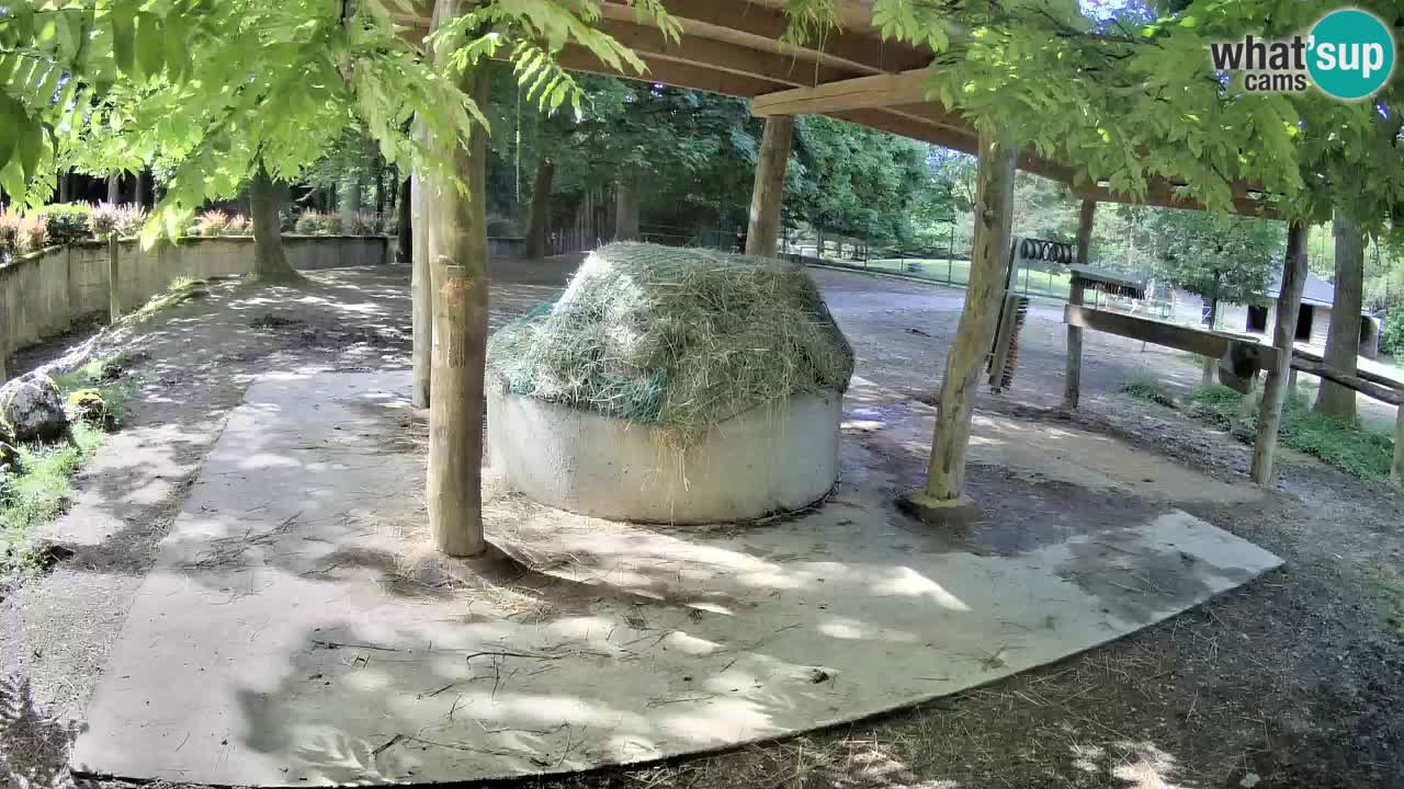 Zebre v živo v živalskem vrtu Ljubljana ZOO spletne kamere