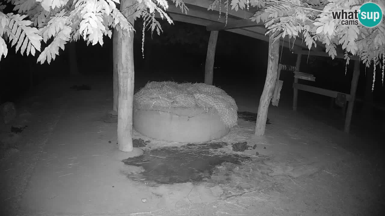 Live webcam Zebras in Ljubljana ZOO – Slovenia