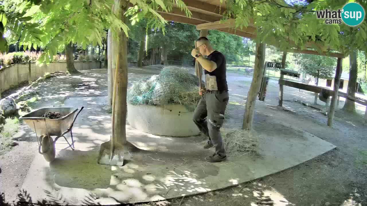 Live webcam Zebras in Ljubljana ZOO – Slovenia