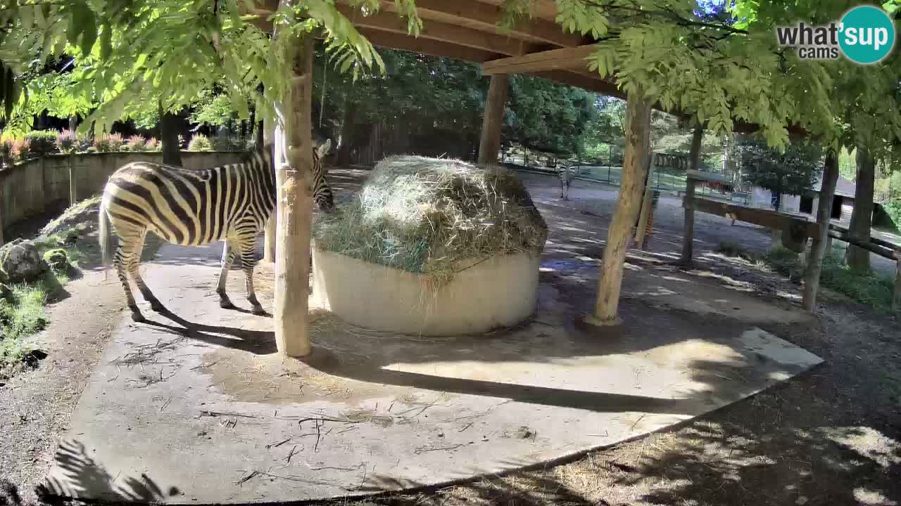 Le Zebre nello ZOO di Ljubljana – Slovenia Live webcam