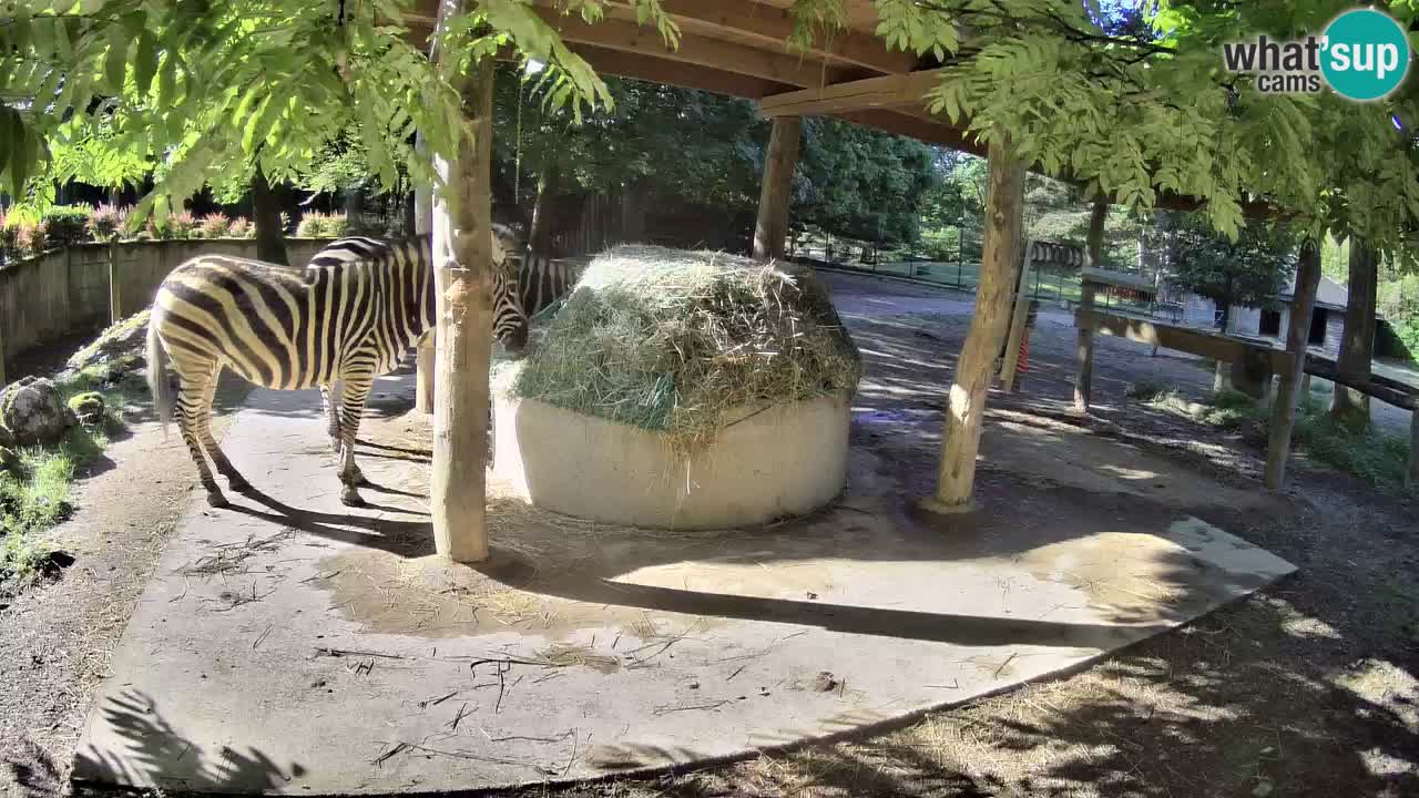 Zebre v živo v živalskem vrtu Ljubljana ZOO spletne kamere