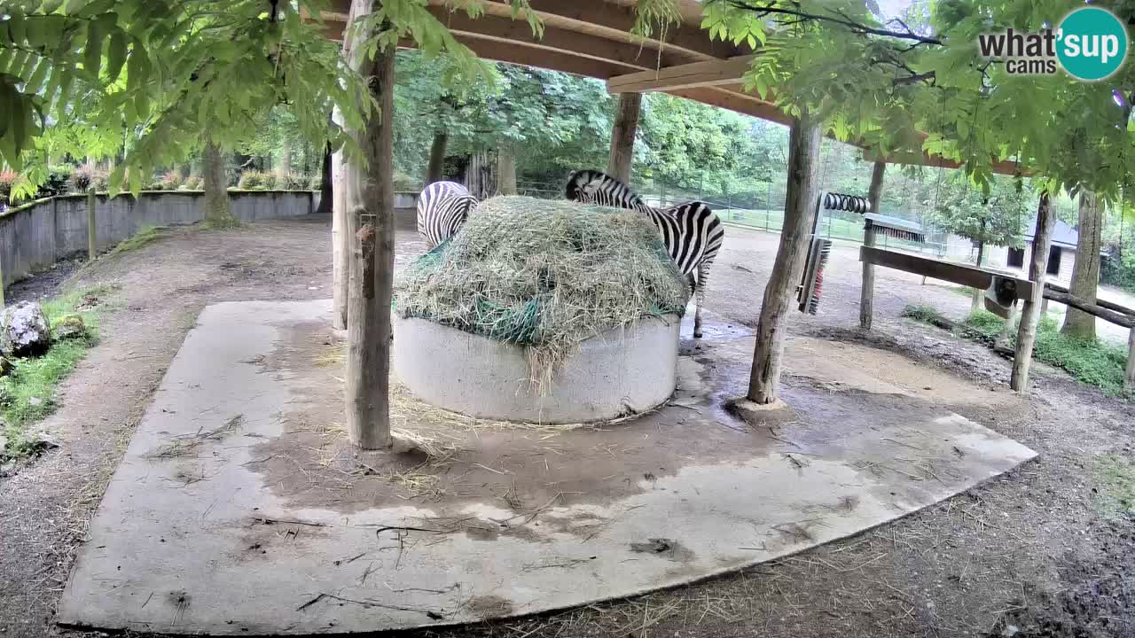 Le Zebre nello ZOO di Ljubljana – Slovenia Live webcam