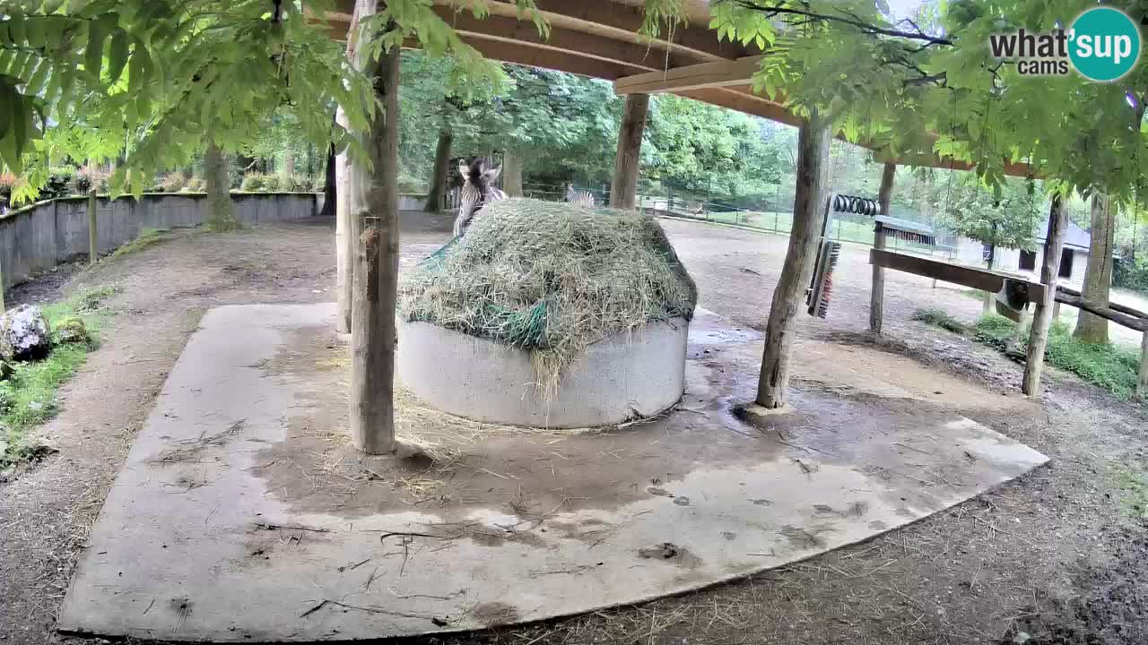 Zebre v živo v živalskem vrtu Ljubljana ZOO spletne kamere