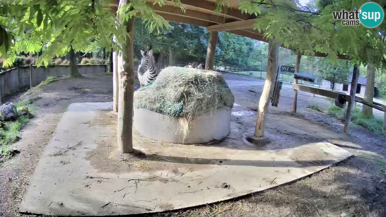 Live Webcam Zebras in Ljubljana ZOO – Slowenien