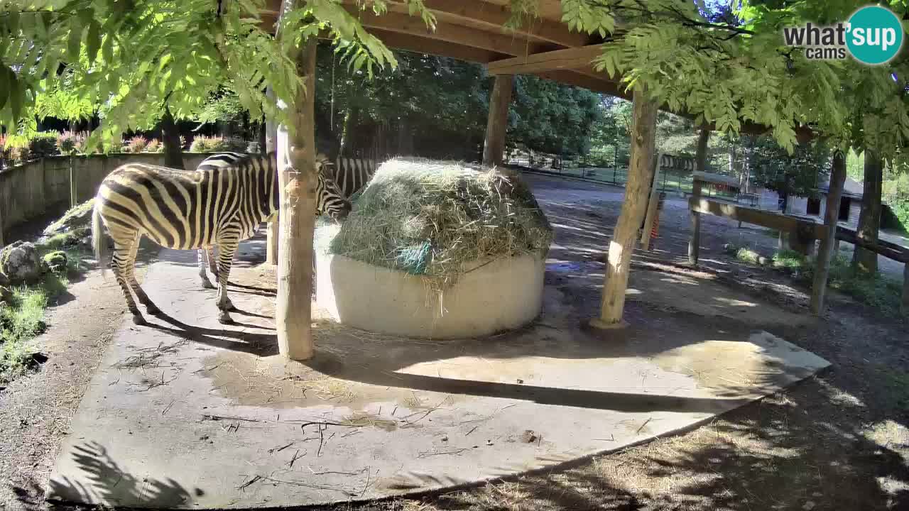 Live webcam Zebras in Ljubljana ZOO – Slovenia