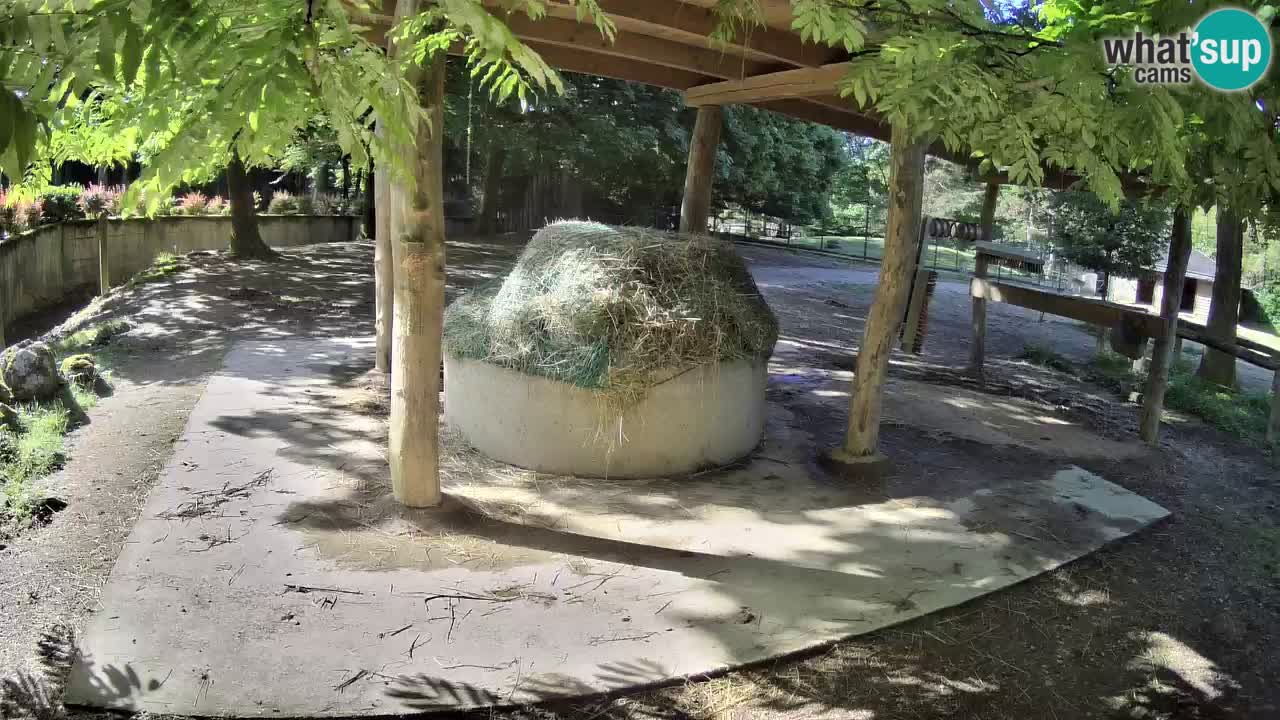 Le Zebre nello ZOO di Ljubljana – Slovenia Live webcam