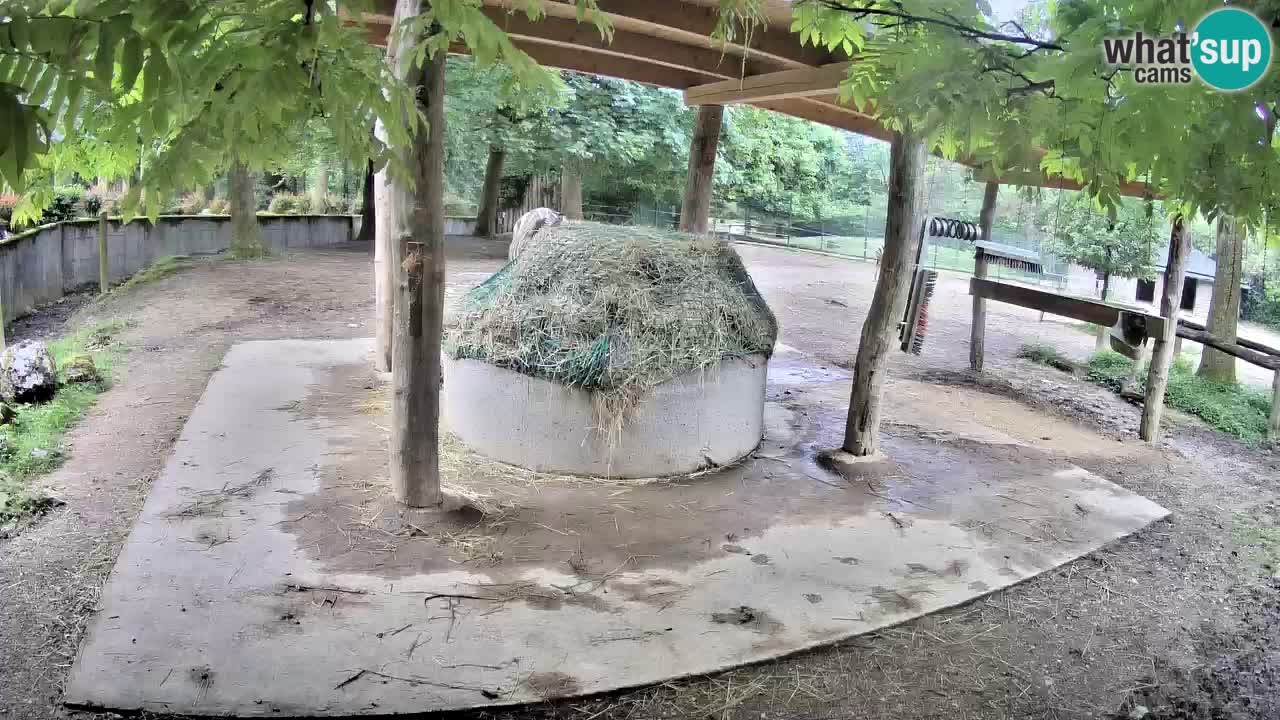 Zebre v živo v živalskem vrtu Ljubljana ZOO spletne kamere