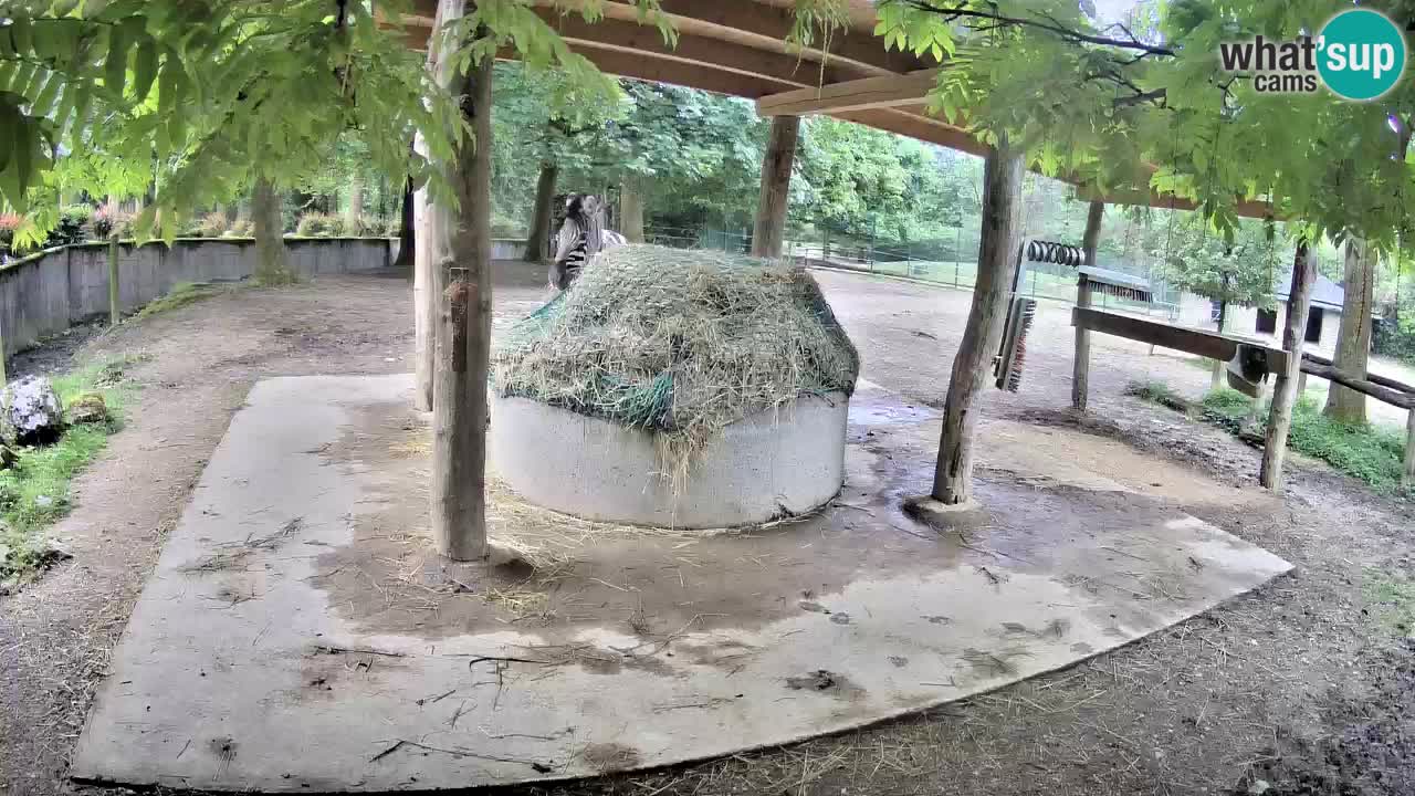 Web kamera uživo Zebras u ZOO Ljubljana – Slovenija