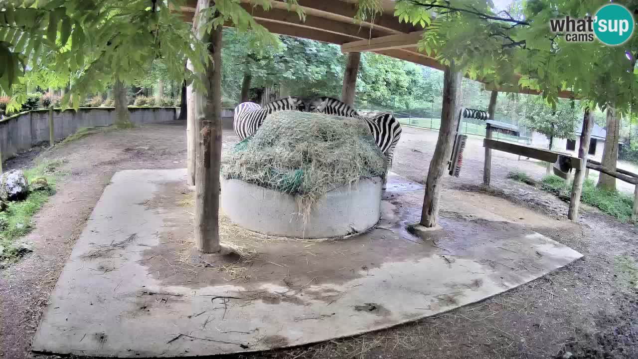 Web kamera uživo Zebras u ZOO Ljubljana – Slovenija