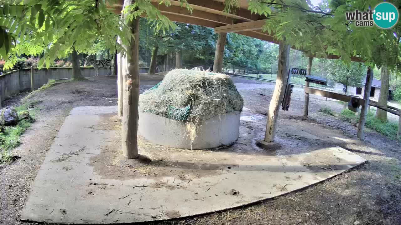Live webcam Zebras in Ljubljana ZOO – Slovenia