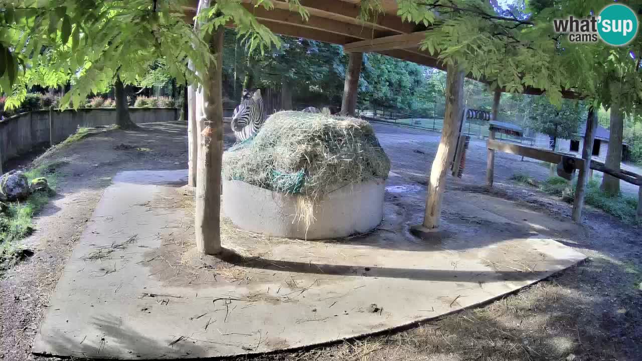 Web kamera uživo Zebras u ZOO Ljubljana – Slovenija