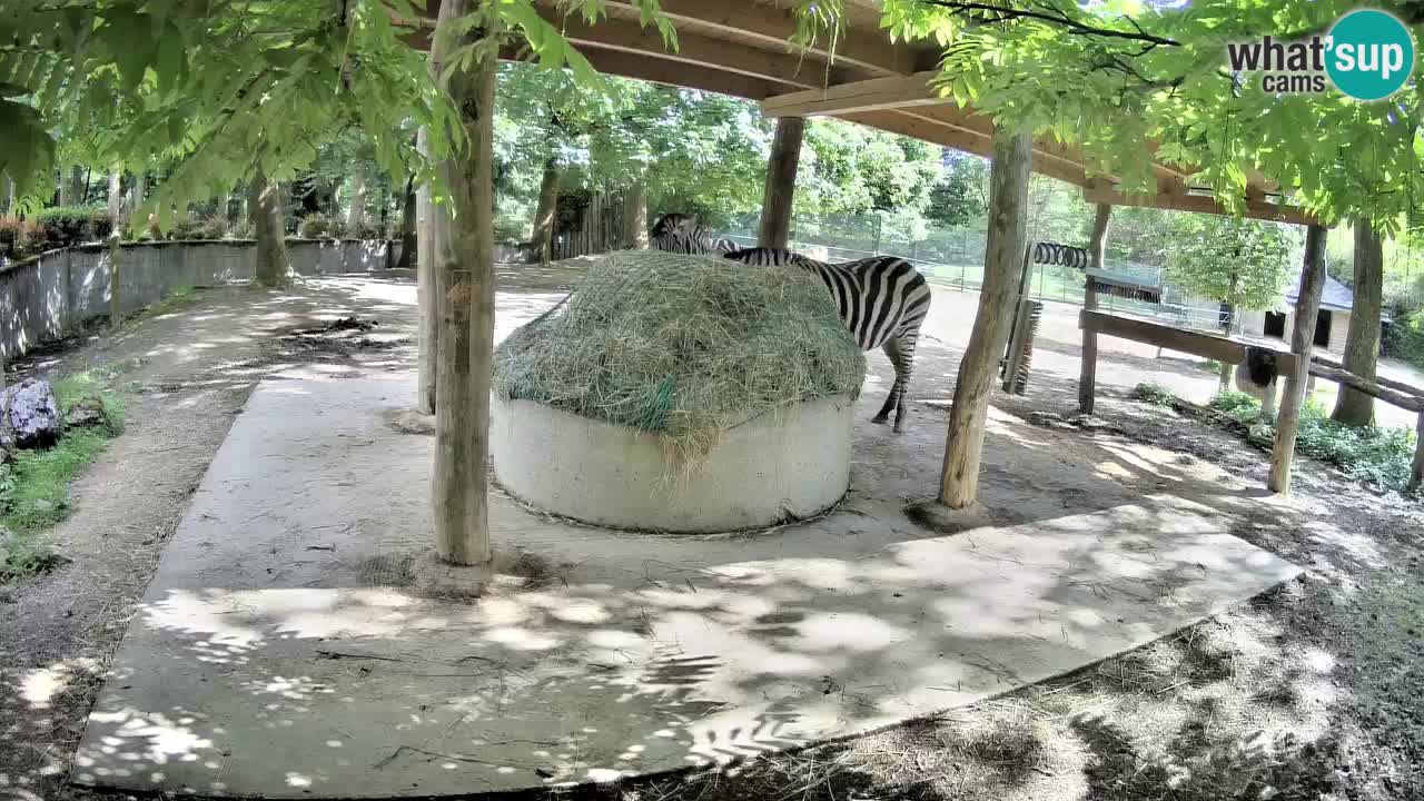 Live Webcam Zebras in Ljubljana ZOO – Slowenien