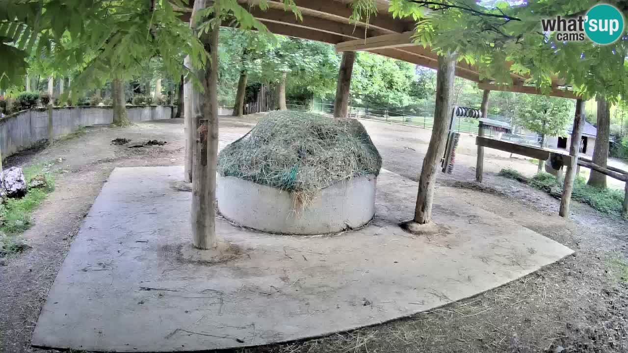 Live webcam Zebras in Ljubljana ZOO – Slovenia