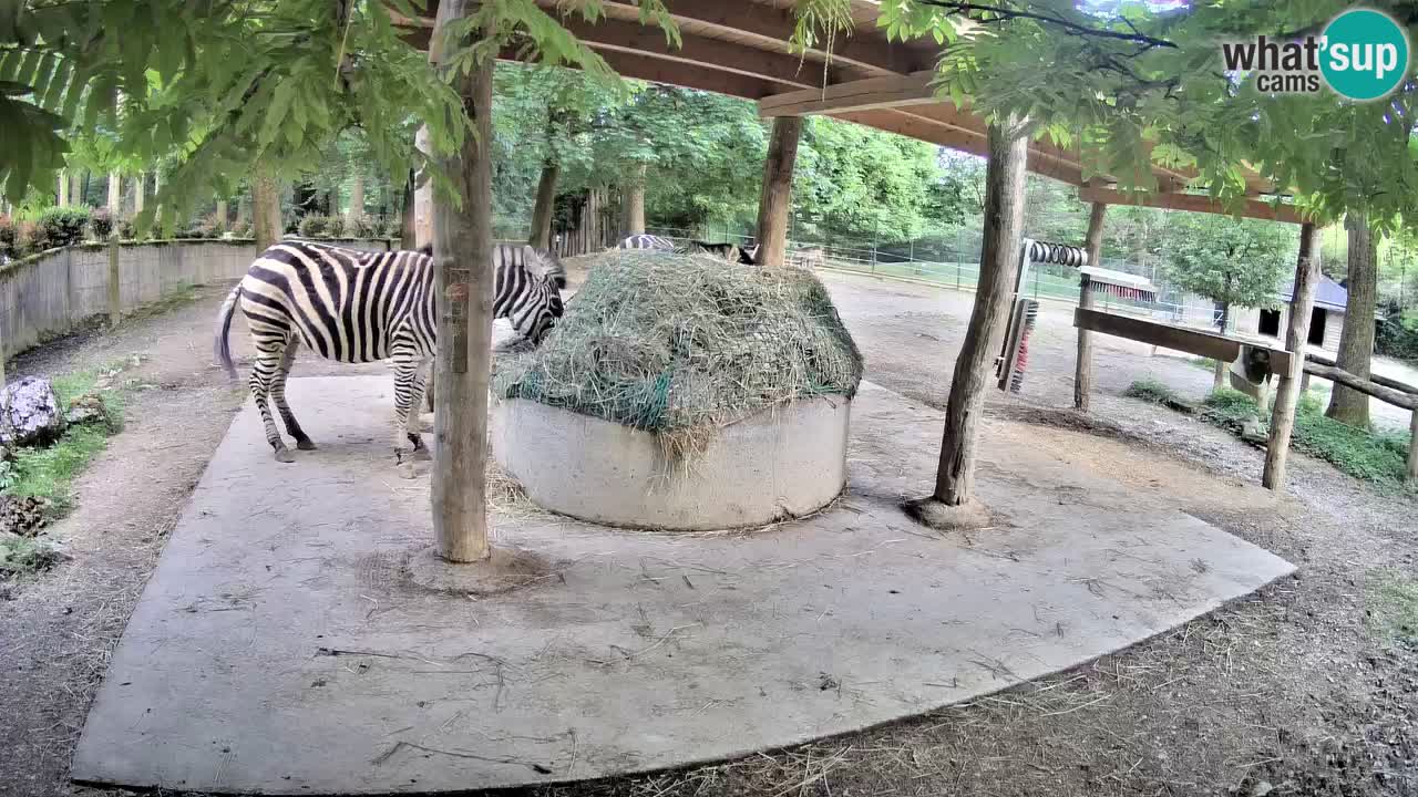 Zebre v živo v živalskem vrtu Ljubljana ZOO spletne kamere
