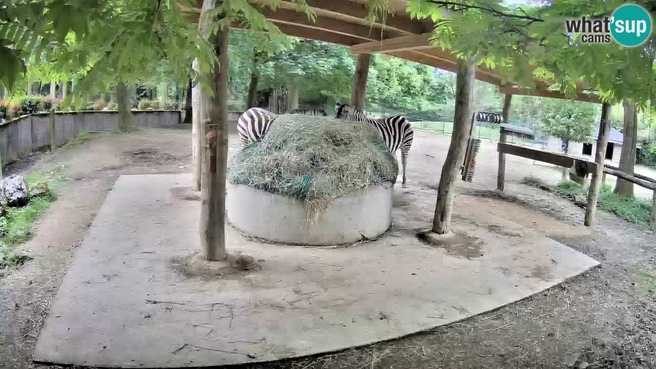 Zebre v živo v živalskem vrtu Ljubljana ZOO spletne kamere