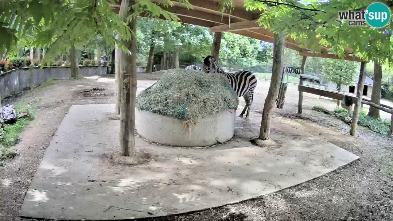 Camera en vivo Cebras in Ljubljana ZOO – Eslovenia