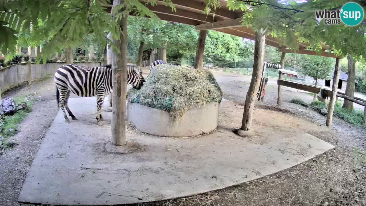 Zebre v živo v živalskem vrtu Ljubljana ZOO spletne kamere