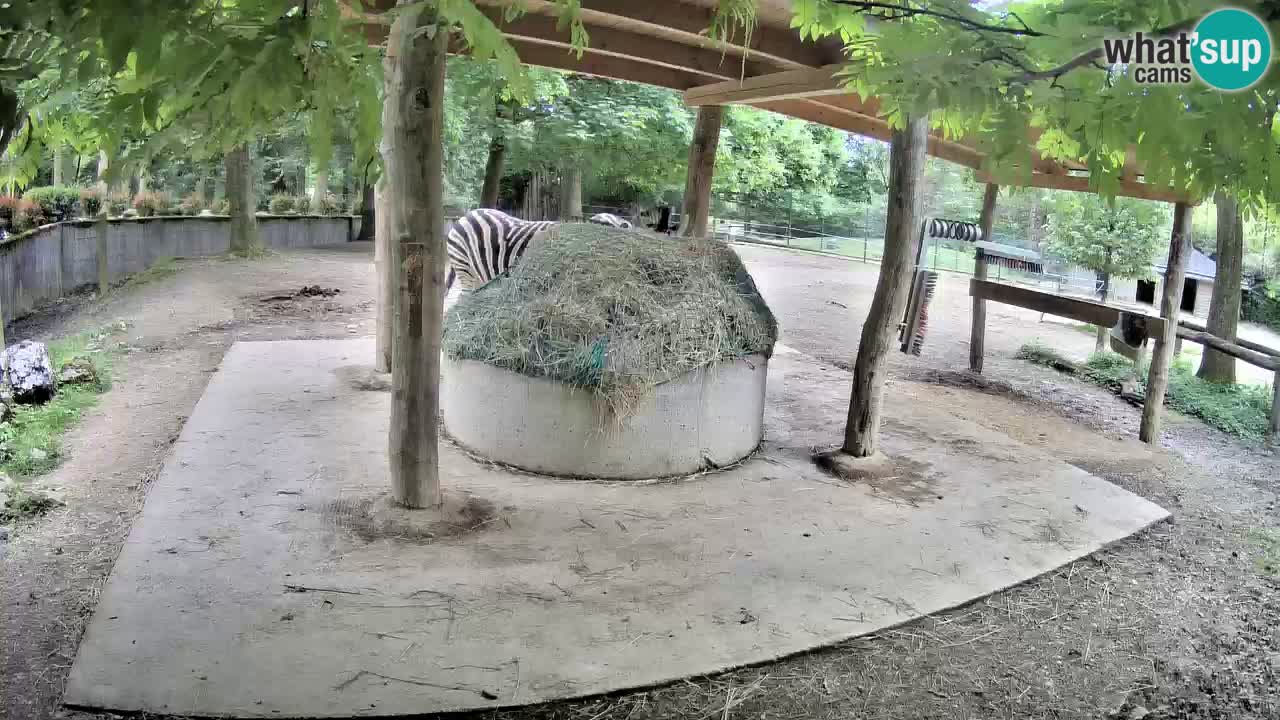 Le Zebre nello ZOO di Ljubljana – Slovenia Live webcam